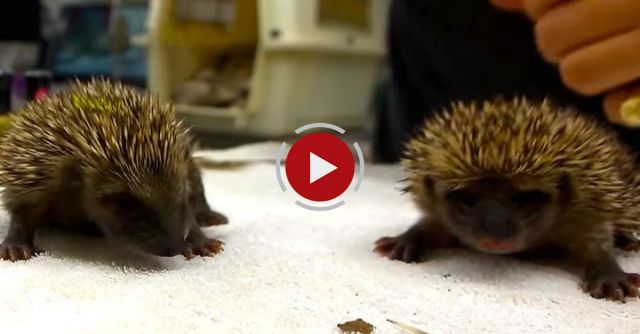Cute Baby Hedgehogs Sneezing