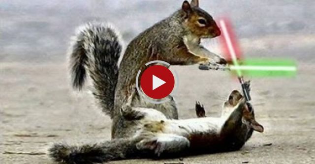 JEDI CHIPMUNKS LIGHTSABER BATTLE