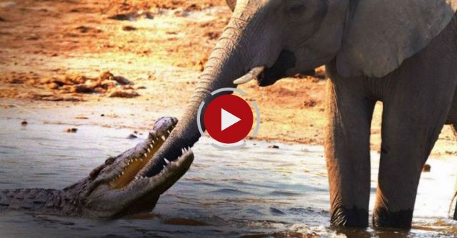 Crocodile Attacks Elephant At Watering Hole