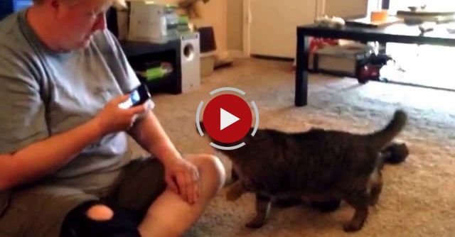 What Happens When You Smack Talk A Cat