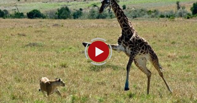 Giraffe Kills Lion. Giraffe Attacks Lion Pride And Kicks One Of Them To Death.