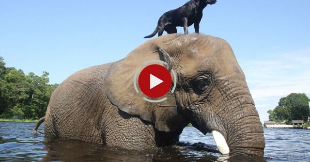 Elephant And Dog - Bubbles And Bella Best Friends