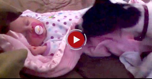 Dog Covers Baby With Blanket