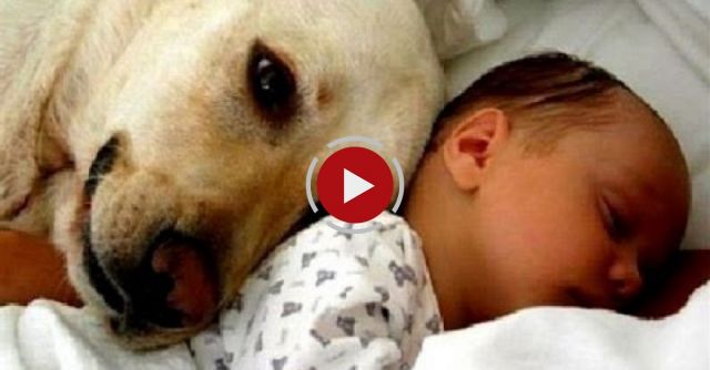 Cats And Dogs Meeting Babies For The First Time