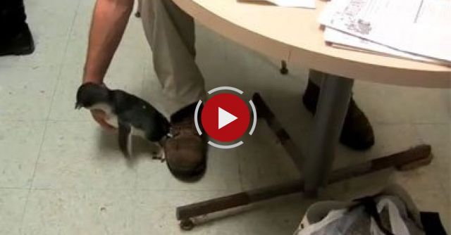 Cookie The Ticklish Penguin