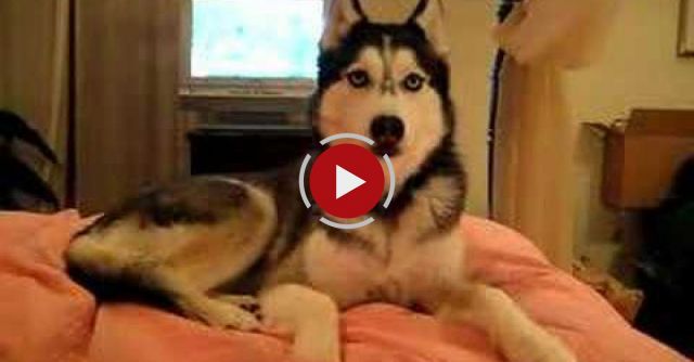 Husky Dog Talking - 