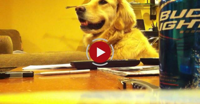 Golden Loves Guitar !!