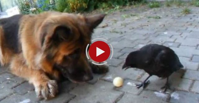  Crow Plays Ball With Dog