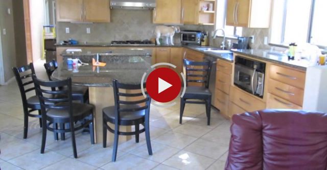 What My Beagle Does When Are Not Home. Beagle Gets Into Hot Oven .