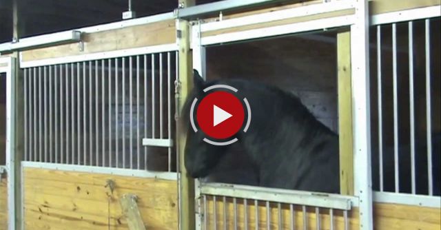 Mariska A.K.A. Houdini