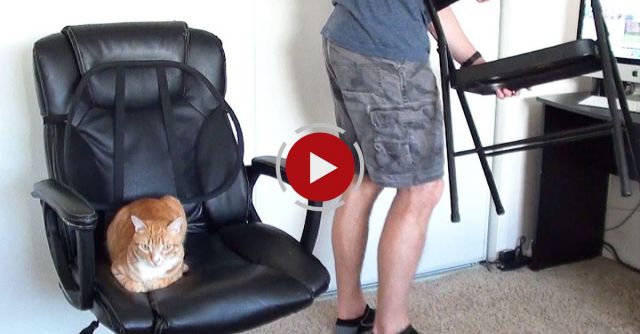 How To Survive Working With Cats!