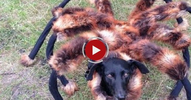 Mutant Giant Spider Dog 