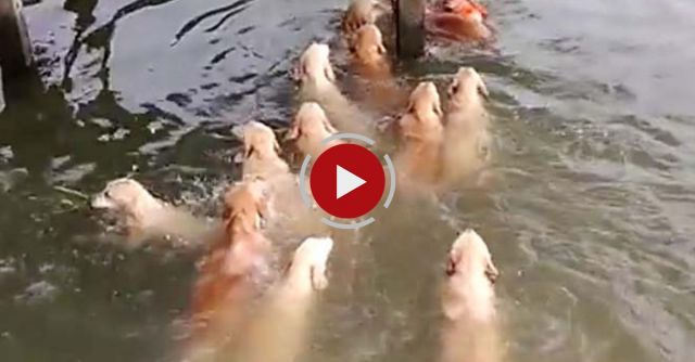 Swimming With Golden Retrievers