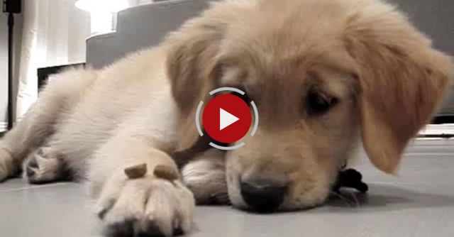 Peanut Our Golden Retriever Puppy Told To 