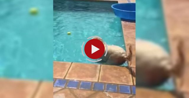 Amazing Intelligent Dog Trick! Watch To The End! 