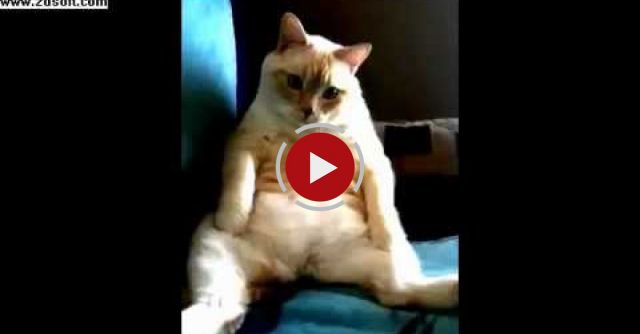 Cat Hiccups And Farts At The Same Time