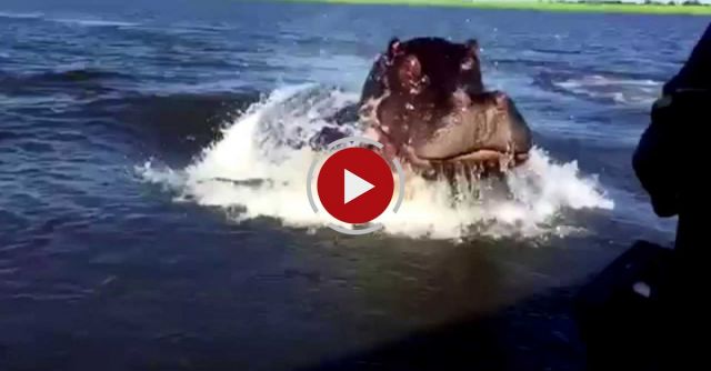 Hippo Charge On Chobe River 