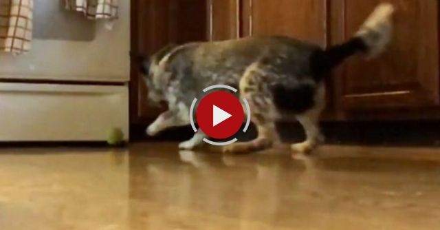 Murphy Running Into Oven