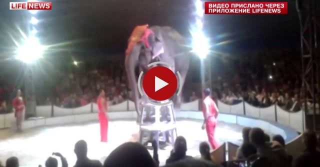 Elephant Goes Crashing At Belarus Circus