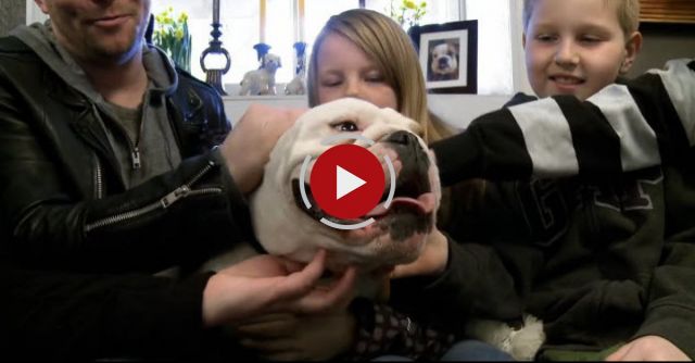 A True Bulldog Love Story