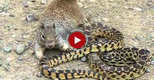 Bull Snake Against Squirrel