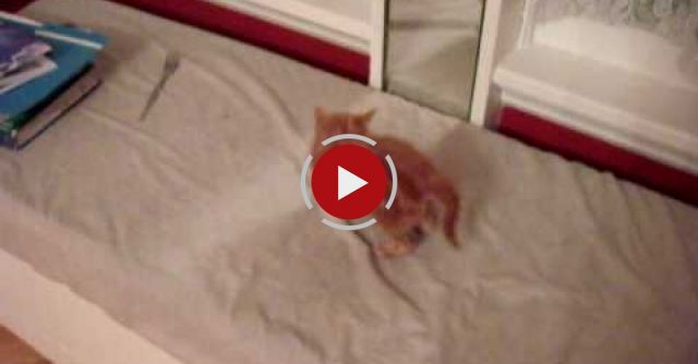 Kitten Freaks Himself Out 