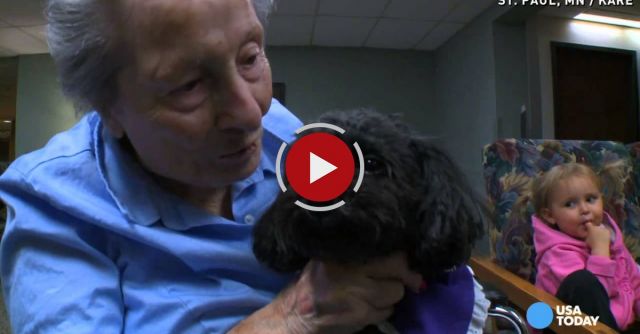 This Teacup Poodle Rides Elevators To Visit Friends