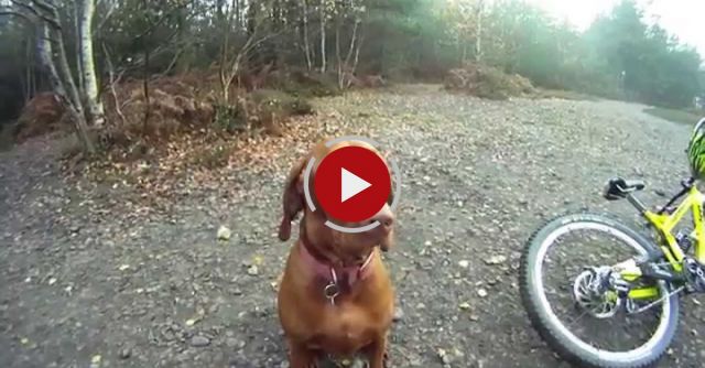 Amber The Downhill Dog 