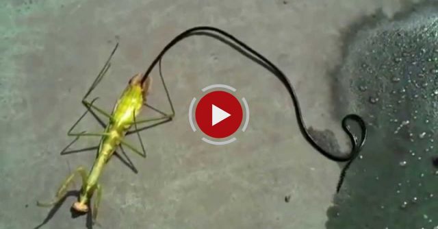 Guy Kills Praying Mantis And Releases Alien Worm