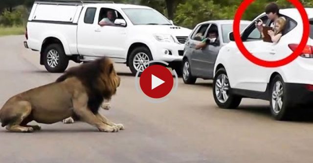 Lion Shows Tourists Why You Must Stay Inside Your Car