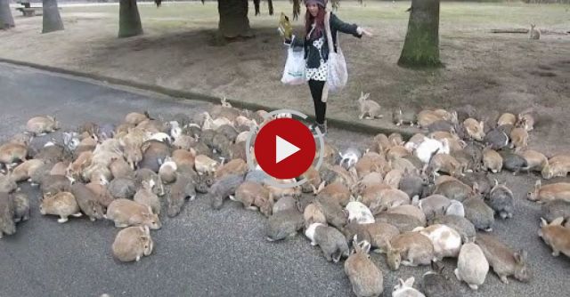 Hundreds Of Japanese Rabbits Attack A Girl