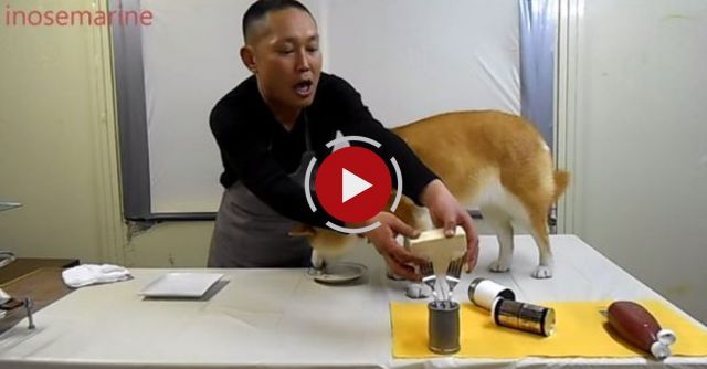 Never Cook With A Dog!