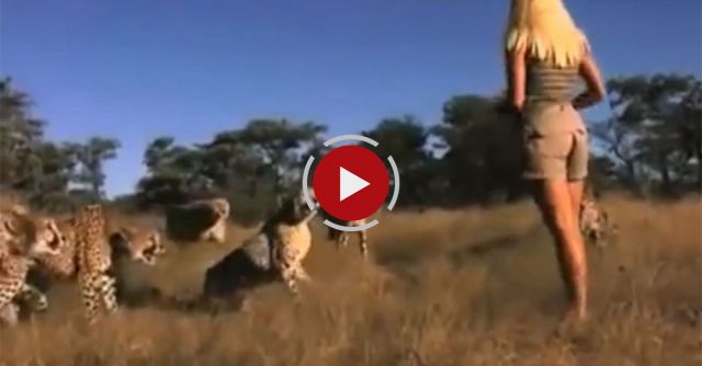 Woman Facing A Group Of Cheetahs Without Fear
