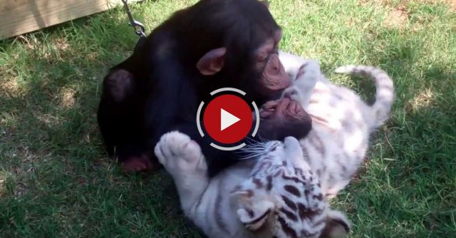 Baby Chimp, Tigers, And Wolf Playing