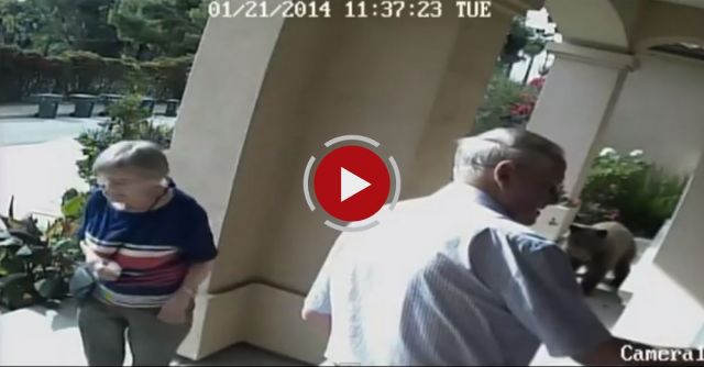 Pasadena Bear Encounter