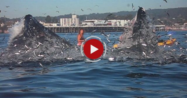Surfer Almost Swallowed By Whale