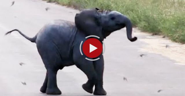 Baby Elephant Calf Vs Birds 