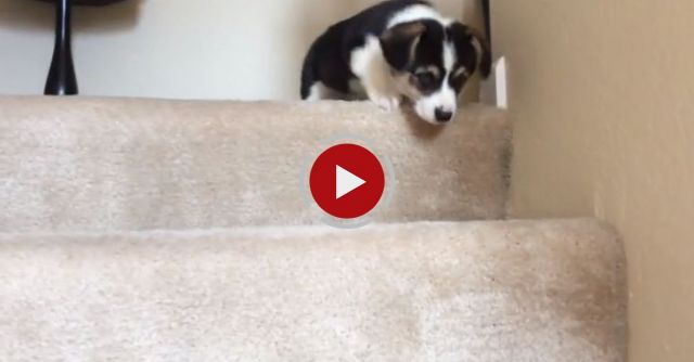 Corgi Puppy Going Down Stairs