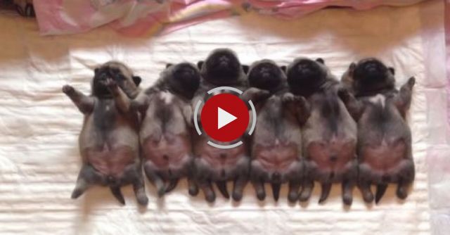 Line Of Sleeping  Puppies 