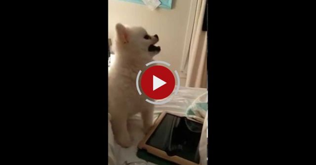 Epic Pomeranian Puppy Sneeze