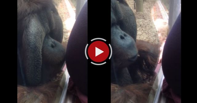 Orangutan Kisses Pregnant Woman's Belly 