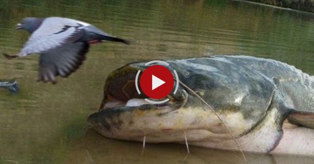 KILLER CATFISH HUNT PIGEONS ON LAND
