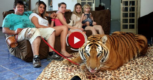 Living With Tigers: Family Share Home With Pet Tigers