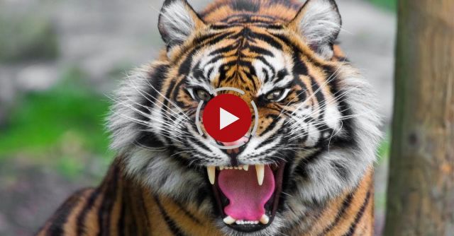 When Animals Attack Compilation || FailArmy