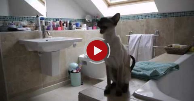 Our Siamese Cats At Shower Time