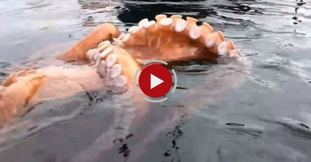 Octopus Caught While Kayak Fishing