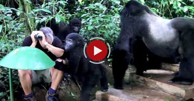 Jonathan Rossouw's Gorilla Encounter In Uganda
