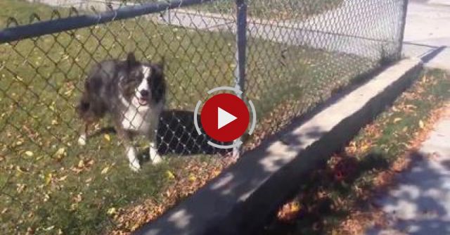 Clever Dog Tricked Me Into Playing A Game Of Fetch