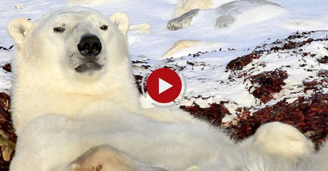 Laziest Polar Bear Ever!