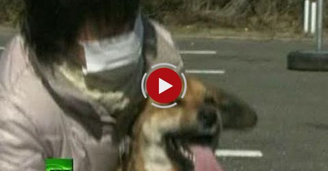 Japan 'tsunami Dog' Ban Reunited With Owner After Surviving At Sea